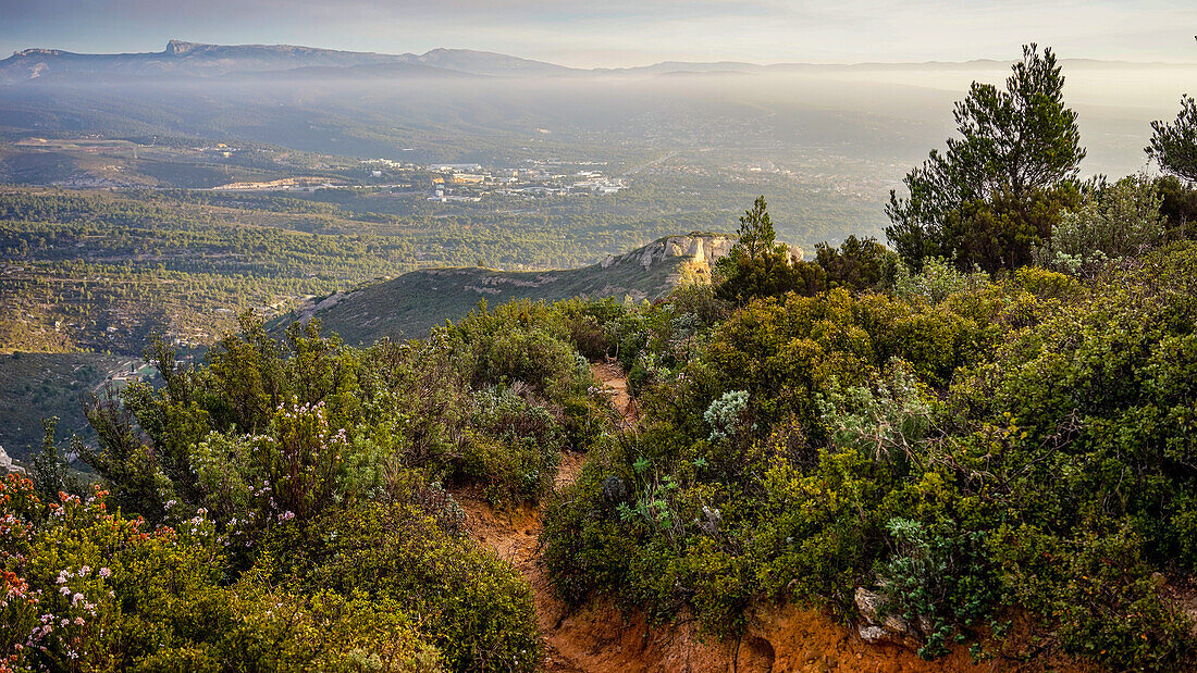 view of garrigue landscape on a winter morning at sunrise with little fog in the background and ocher soil, close to La Ciotat in the South of France