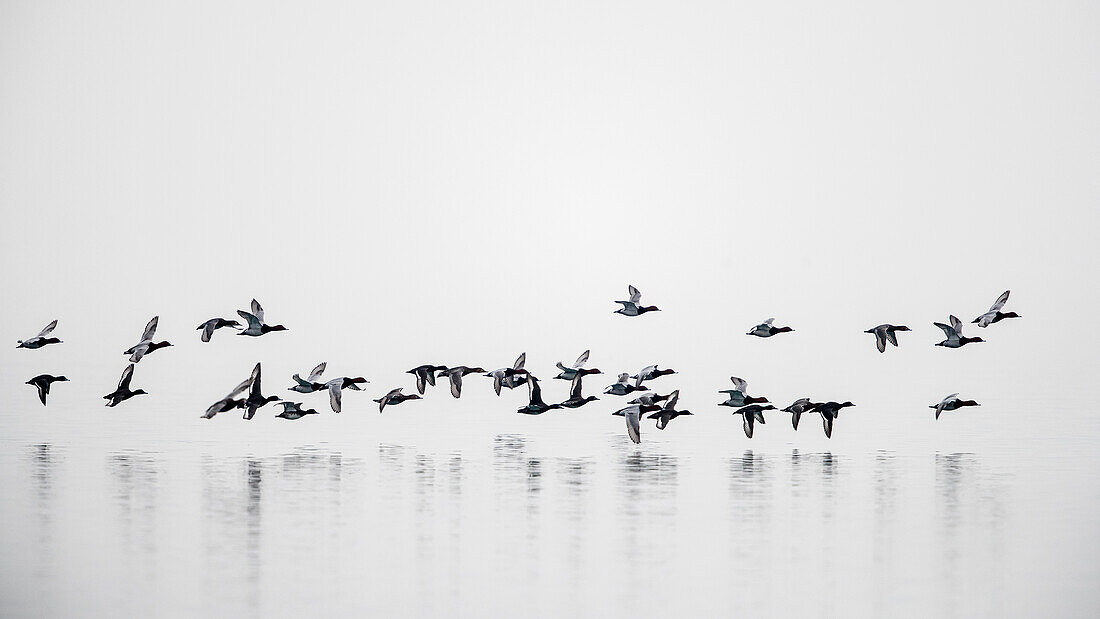 group of mallard ducks flying just above the waters of Geneva Lake on a cloudy day, the lake and the sky blending with each other in winter in Rolle, Switzerland