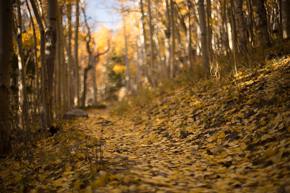 Fallen aspen leaves cover the trail to Wheeler Peak in Great Basin National Park.