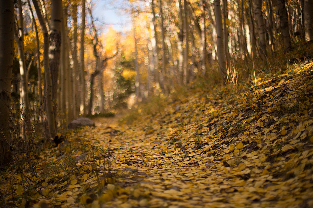 Gefallene Espenblätter bedecken den Weg zum Wheeler Peak im Great Basin Nationalpark.