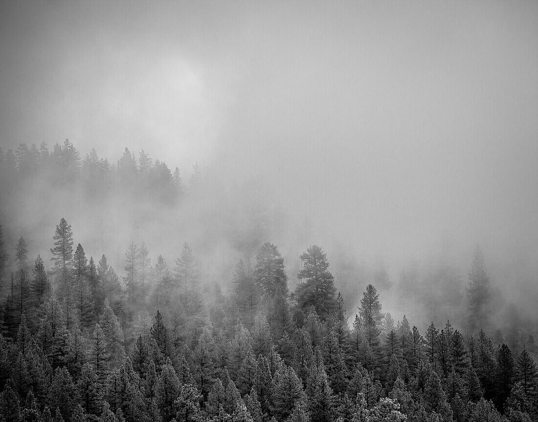 Nebel durch die Bäume