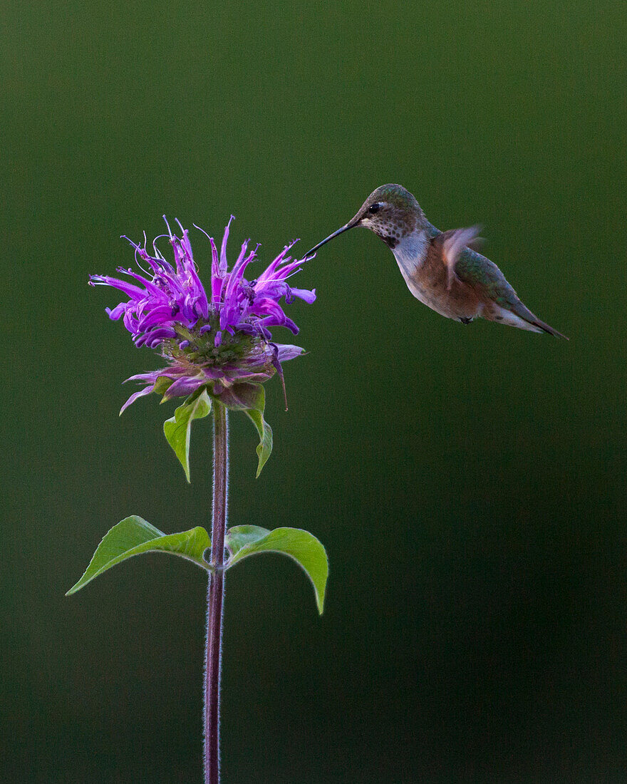 A Calliope Hummingbird feeds on a flower at sunset in Jackson Hole, Wyoming