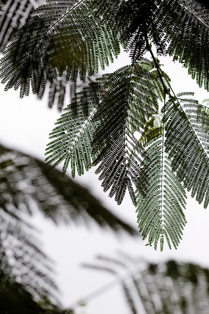 Layers of fern leaves against grey sky