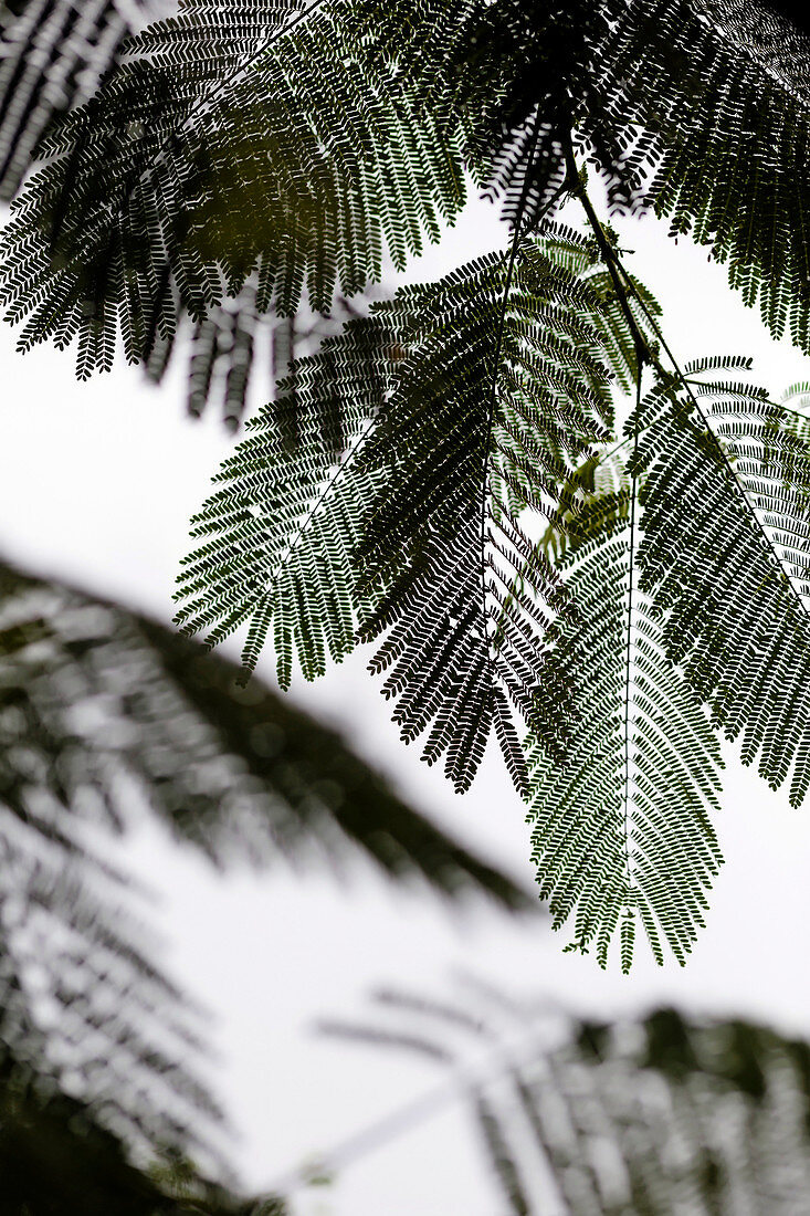 Schichten von Farn Blätter gegen den grauen Himmel