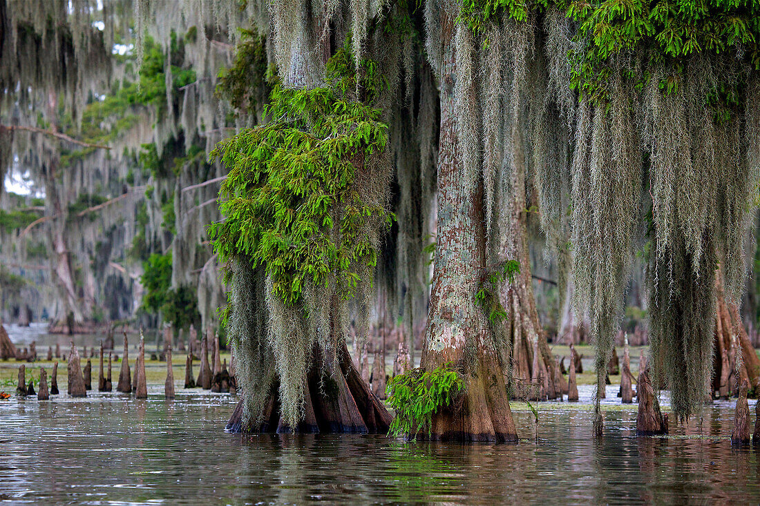 Cypress trees with hanging moss