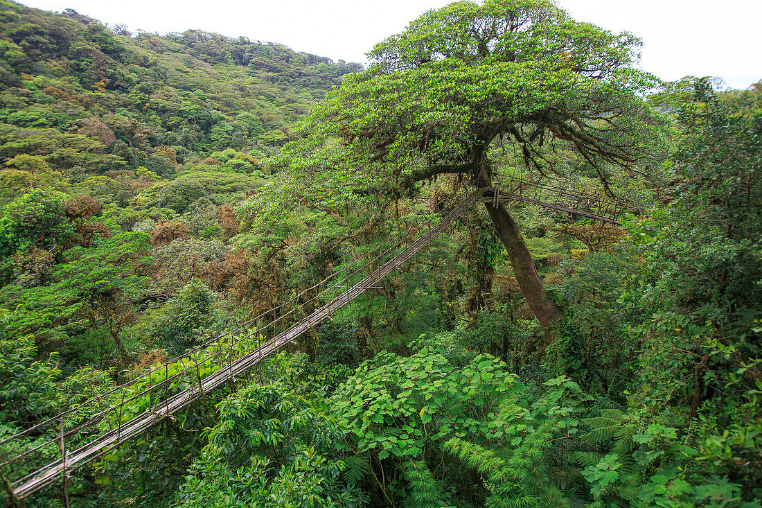 An old wooden suspension bridge hangs in the trees in a Costa Rica rainforest.