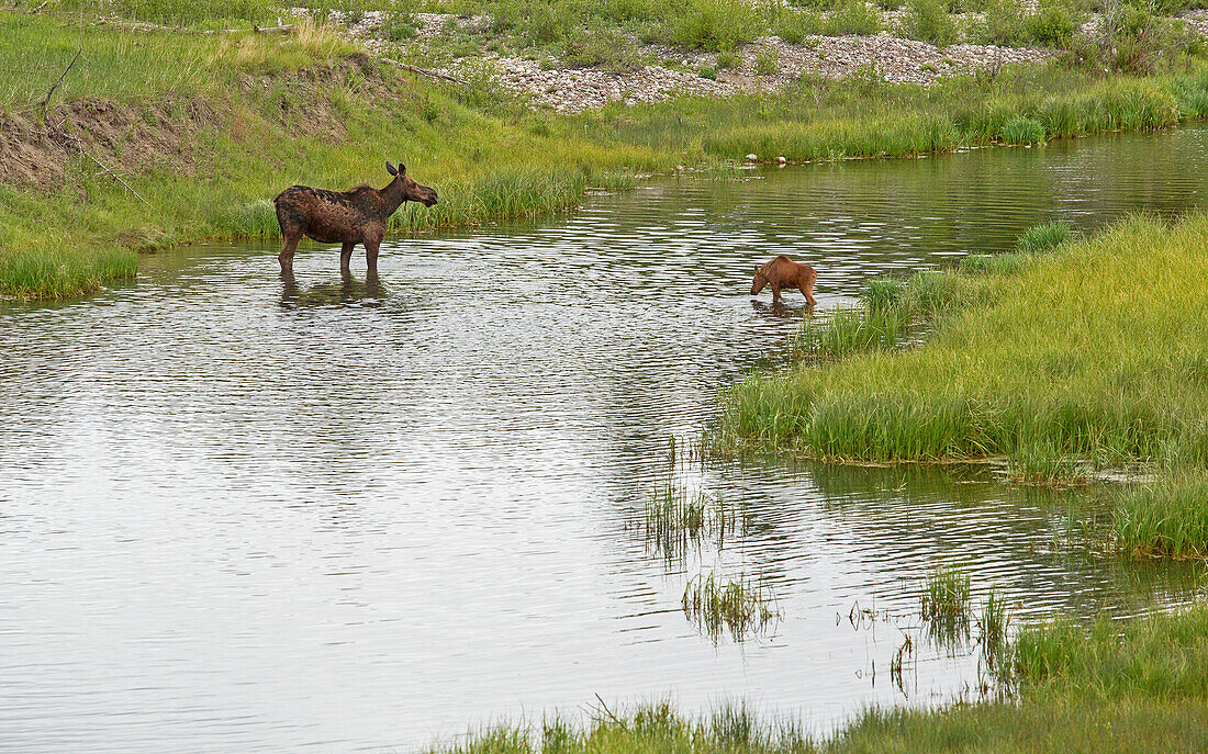 A moose and her calf graze a riverbed during in the early morning hours in Grand Teton National Park, Wyoming.