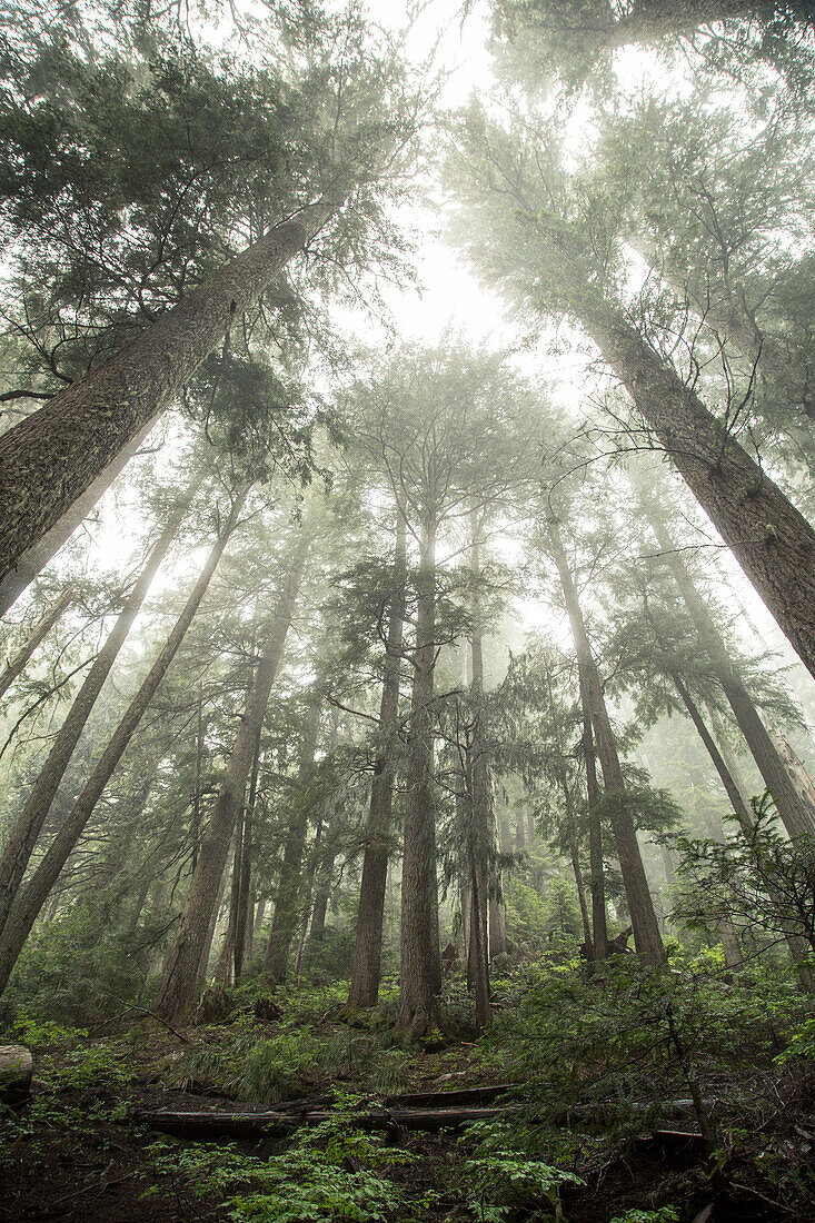 Pine trees sit in a blanket of fog and mist.