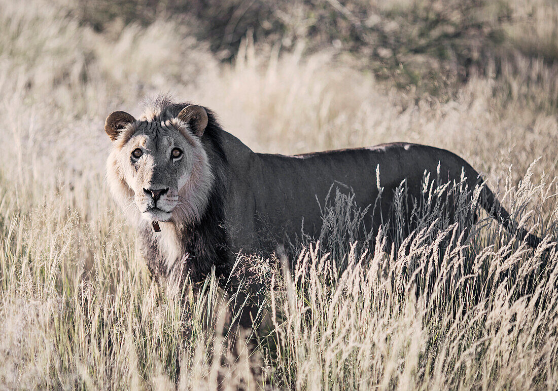 Naturphotographie mit einzelnem Löwe (Panthera Löwe) stehend in Savanne, Kalahari-Wüste, Namibia