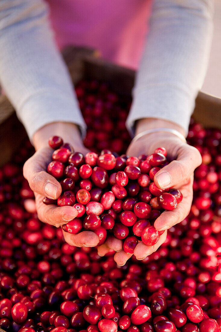A farmer holds out a generous double handful of fresh cranberries from a bin.