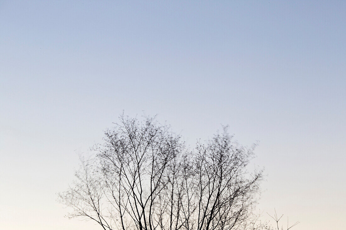 Naturfotografie mit kahlen Bäumen gegen den klaren Himmel, Phippsburg, Maine, USA