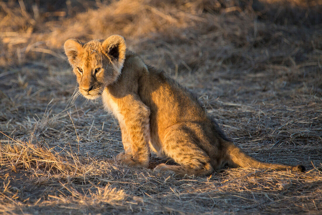 Lion cub in Maasai Mara, Kenya