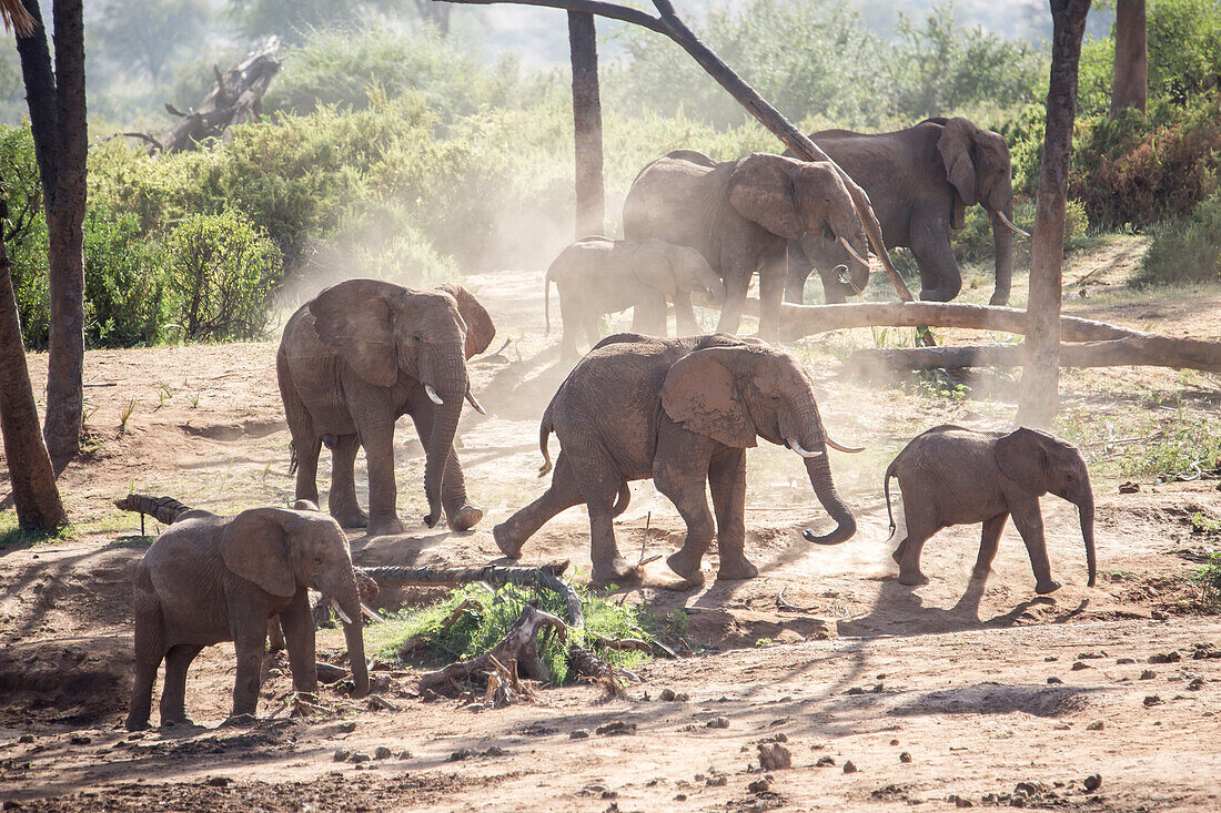 Herde von Elefanten im Samburu National Reserve, Kenia