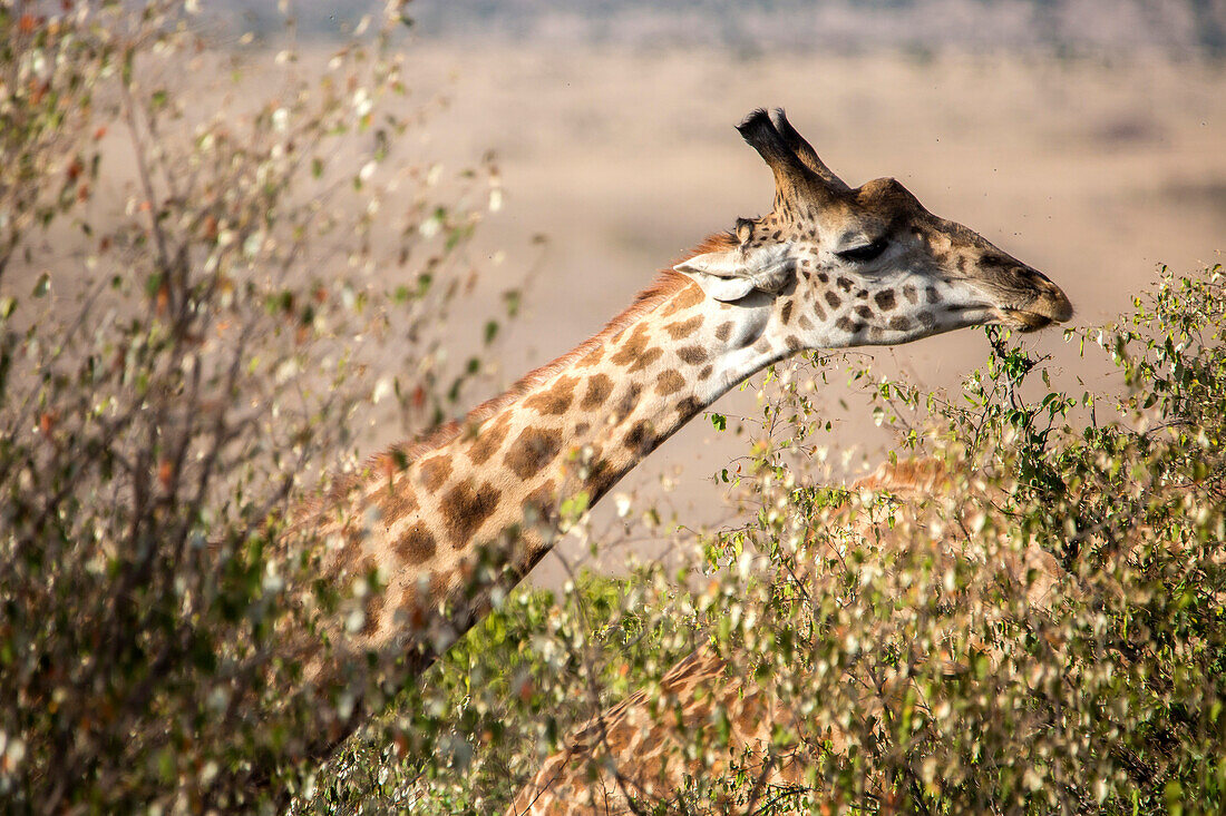 Headshot of giraffe, Maasai Mara, Kenya