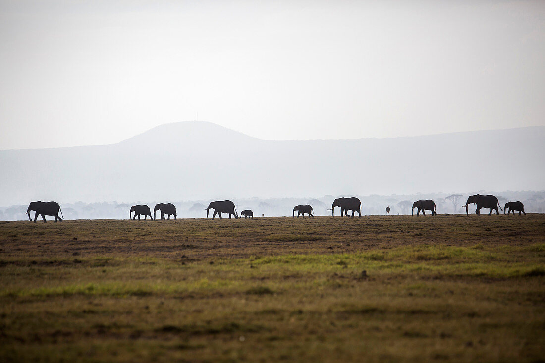 Herd of elephants on plain in Amboseli National Park, Kenya