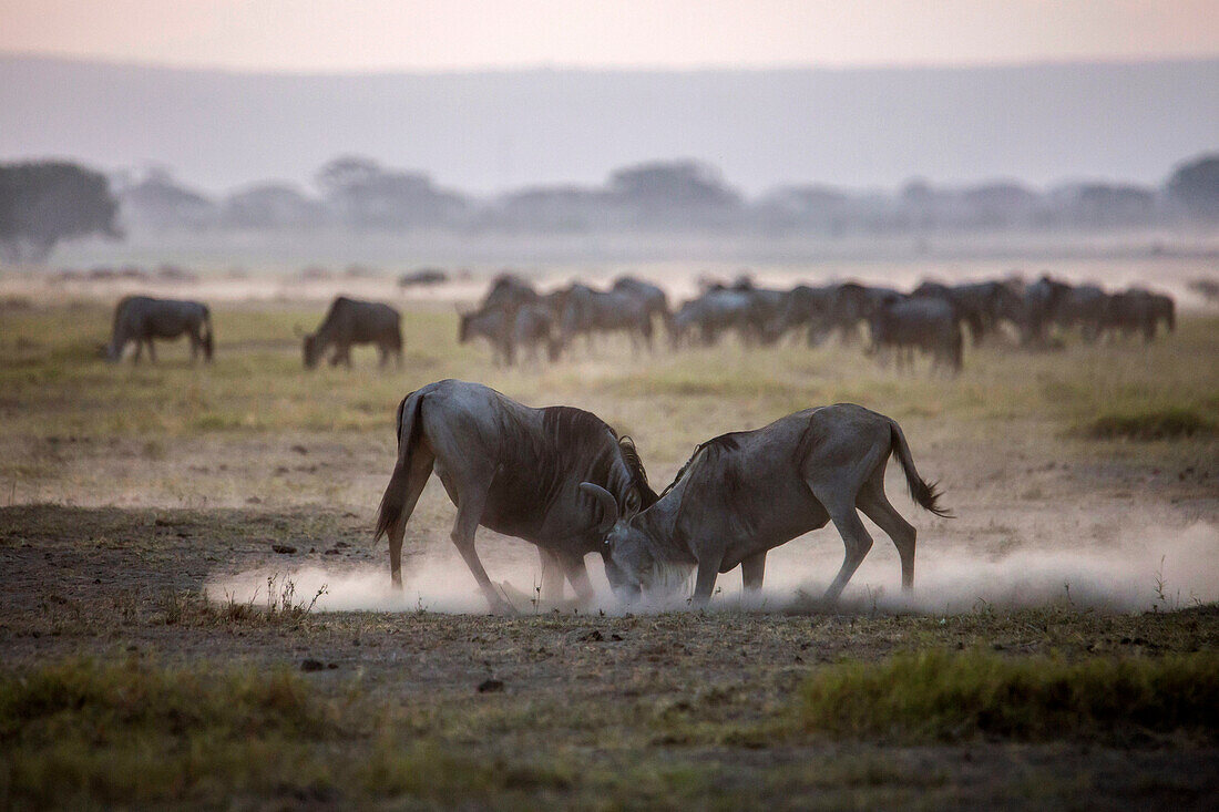 Gnus kämpfen im Amboseli Nationalpark, Kenia