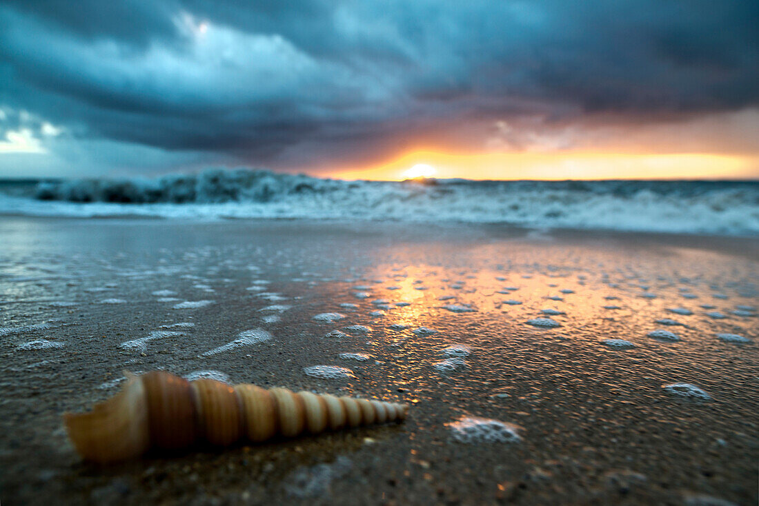 Close up of lange dünne twisty Kegel Shell am Strand in der Dämmerung, Oahu, Hawaii, USA