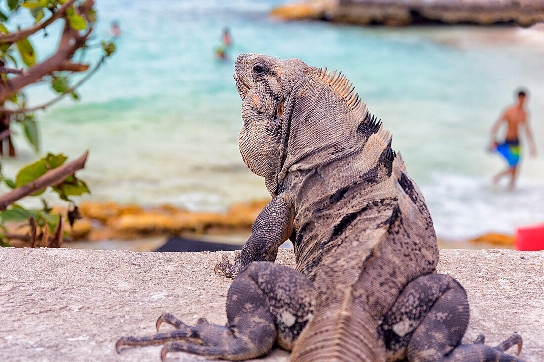 Photograph with rear view of Iguana lizard, Isla Mujeres, Yucatan Peninsula, Mexico