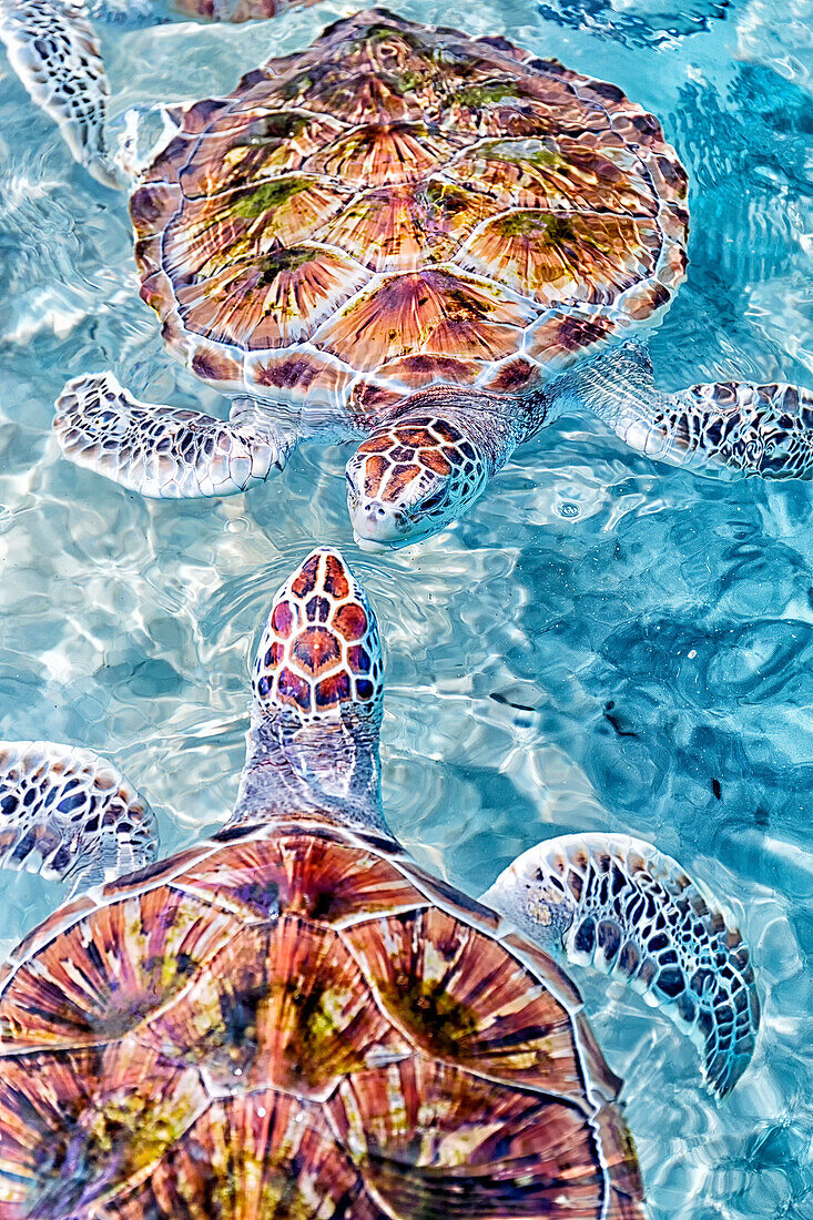 View from above of two green sea turtles (Chelonia mydas), Akumal, Yucatan Peninsula, Mexico