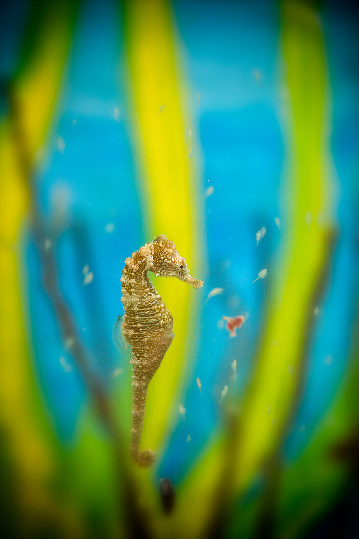 Side view of longsnout seahorse (Hippocampus reidi) underwater, Atlantic Ocean, Isla Mujeres, Yucatan Peninsula, Mexico