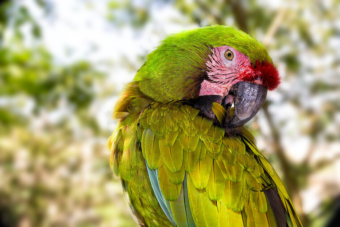 Foto von grünen militärischen Ara (Ara Militaris) Papagei, Cancun, Halbinsel Yucatan, Mexiko