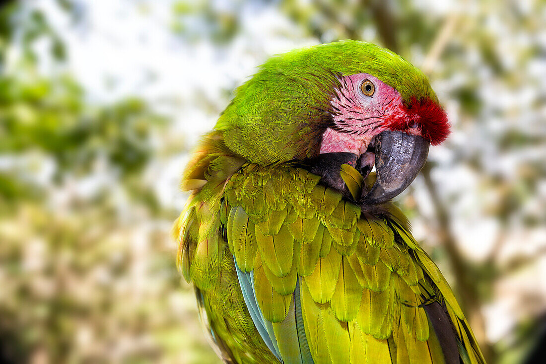 Photograph of green military macaw (Ara militaris) parrot, Cancun, Yucatan Peninsula, Mexico