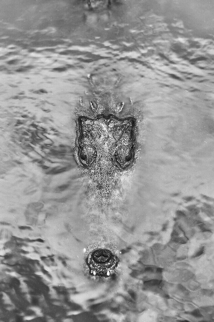 Head of saltwater crocodile (Crocodylus porosus) sticking out of water in Punta Sur Park, Cozumel, Yucatan Peninsula, Mexico