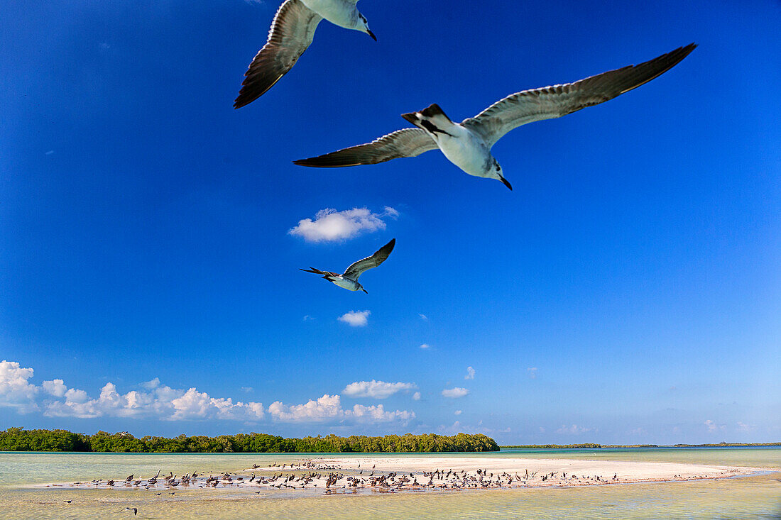 Low angle view of seagulls flying in Holbox Island, Quintana Roo, Yucatan Peninsula, Mexico