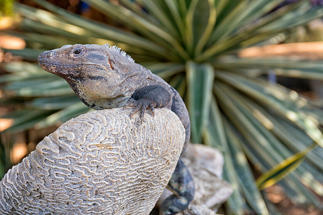 Close up of iguana lizard worming up on rock in Isla Mujeres, Yucatan Peninsula, Mexico