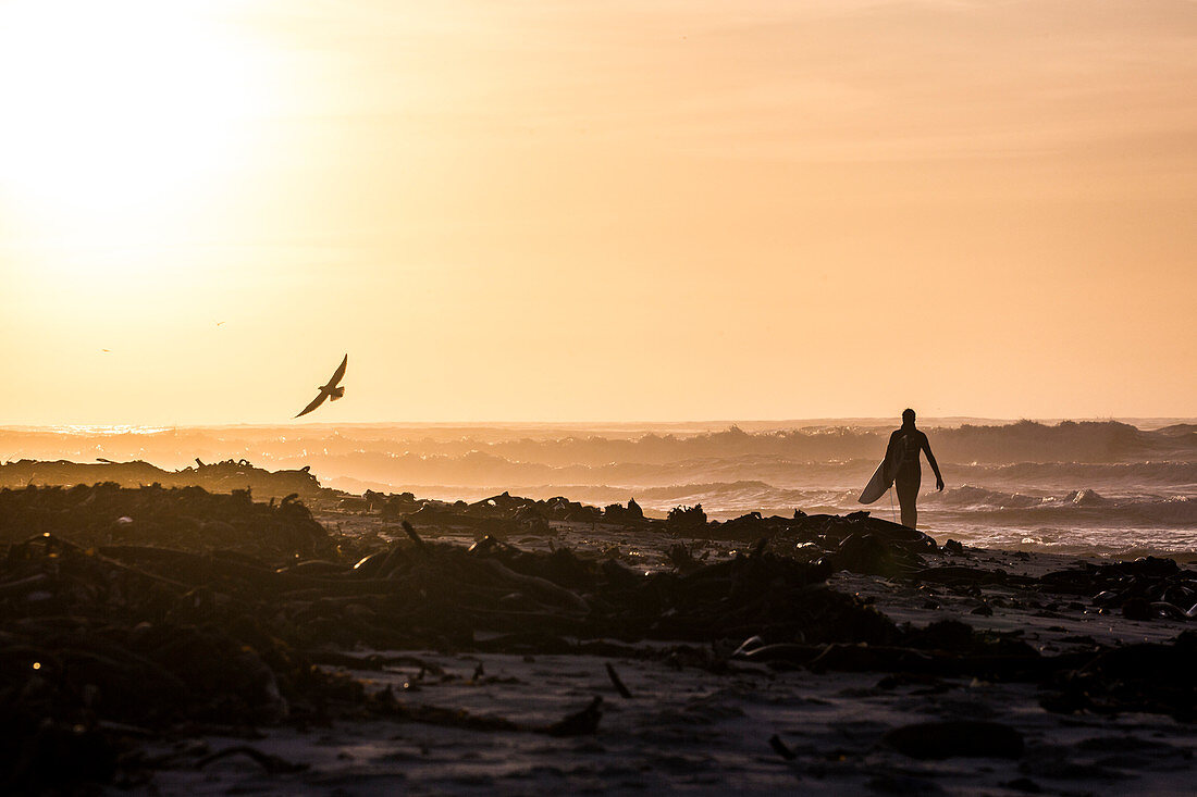 Silhouette der einsamen männlichen Surfer zu Fuß in Richtung Ozean bei Sonnenuntergang, Elands Bay, Western Cape, Südafrika