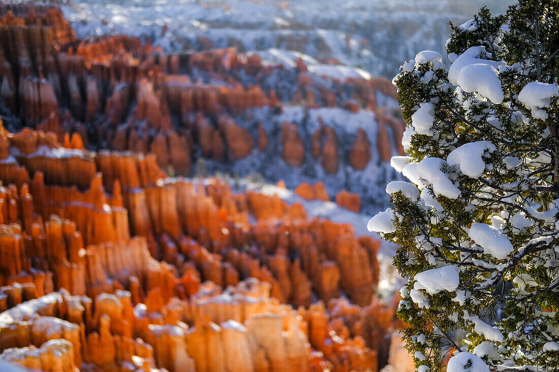 Landschaft des Bryce Canyon National Park mit Schnee auf Baum im Winter, Utah, USA