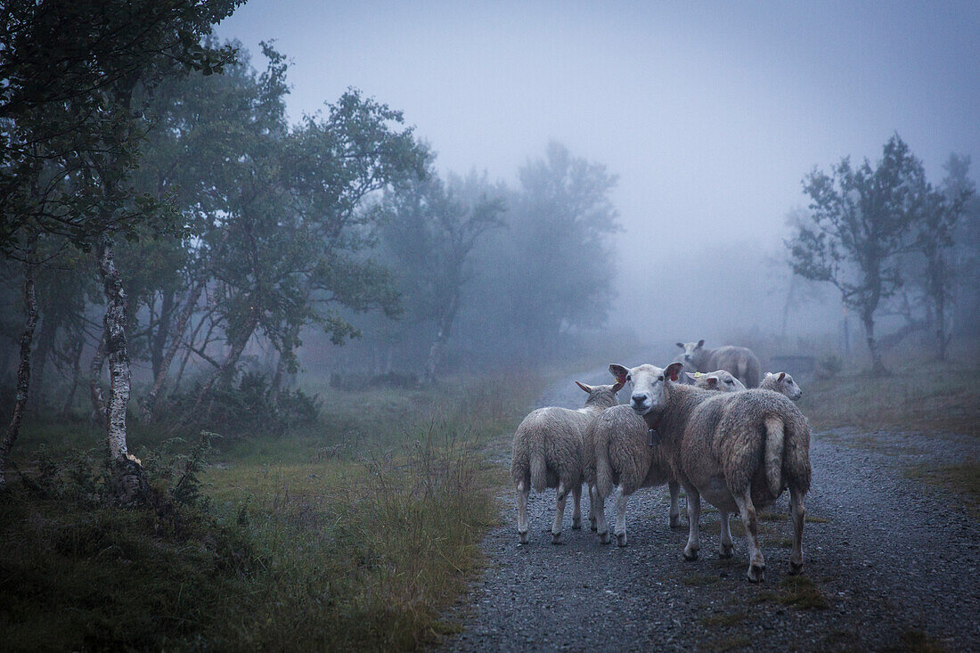 Photograph of flock of sheep on foggy road, Ringebu, Oppland, Norway