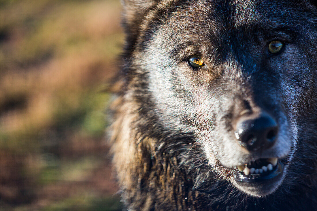 Kopfschuss des Wolfs, Rapid City, South Dakota, USA