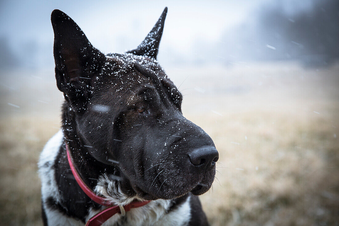 Photograph with headshot of black dog during snowfall, Johnstown, Ohio, USA
