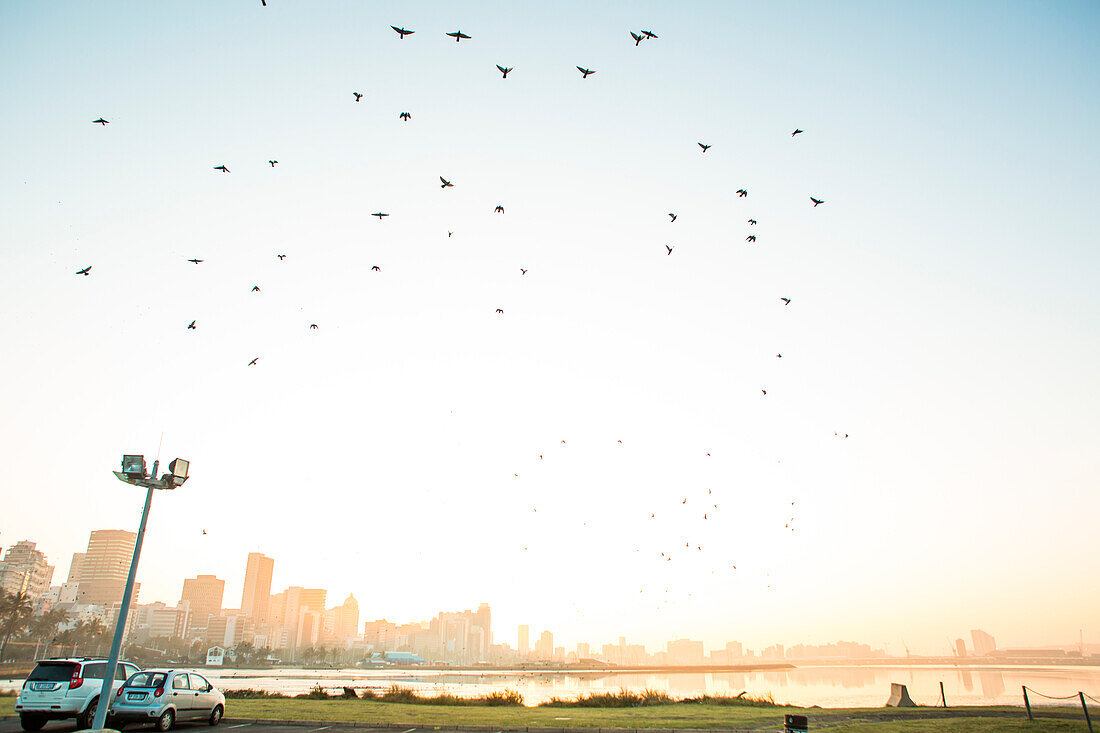 Vogelschwarm im Flug von Wilson's Wharf im Hafen von Durban mit Skyline von Durban, Südafrika