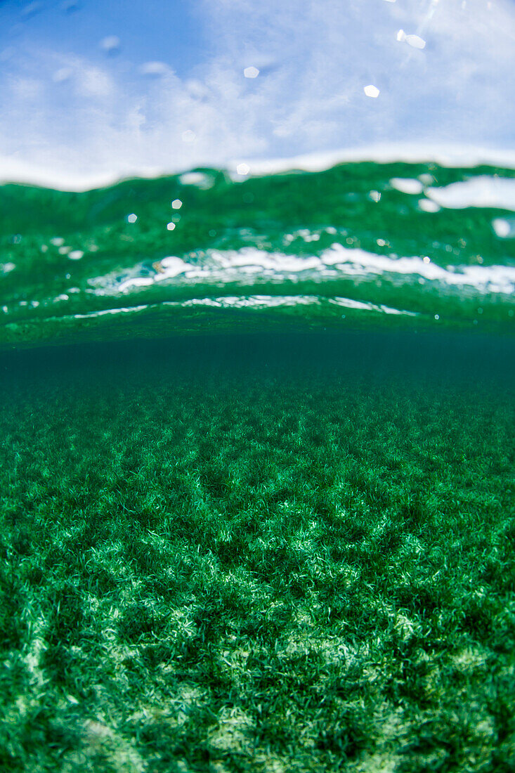 Split-Level-Ansicht des Himmels über und Turtlegrass Unterwasser vor der Küste von Roatan Island Riff, West End, West Bay, Honduras