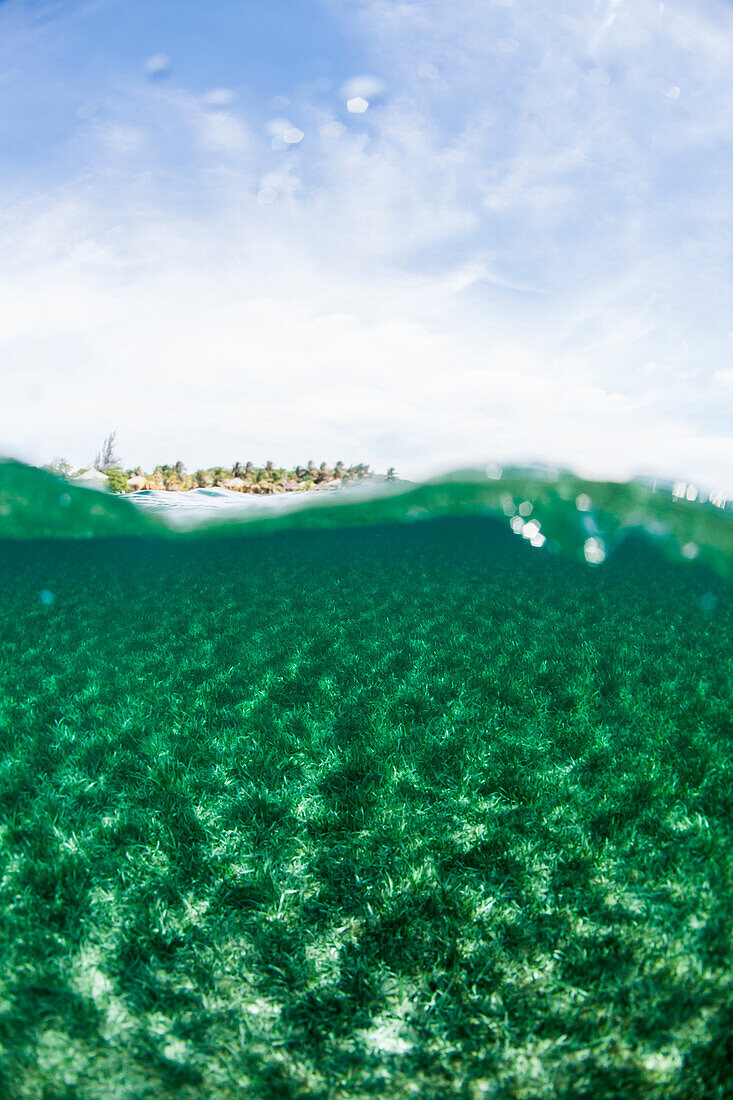 A split-level view of the sky above and Turtle-grass underwater off the coast of Roatan Island's reef, Honduras.