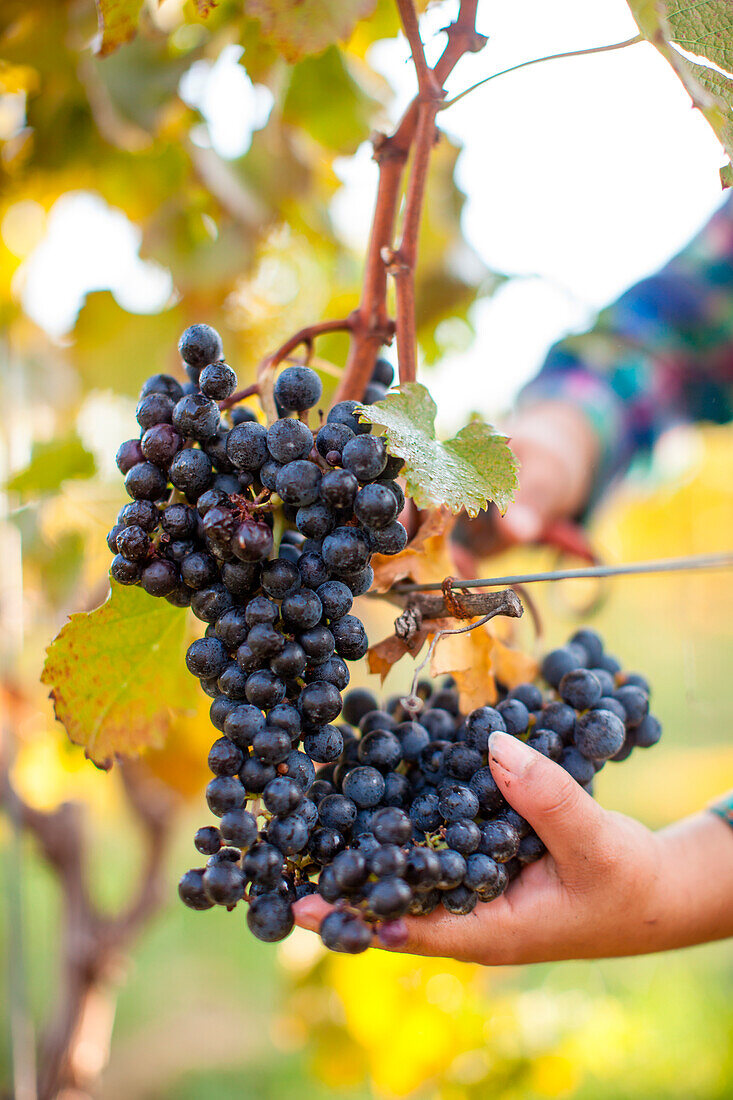 Ein Arbeiter schneidet eine Weintraube während der Ernte in einem Weinberg in Virginia. Klares, kühles und trockenes Wetter sorgt für die beste Ernte.