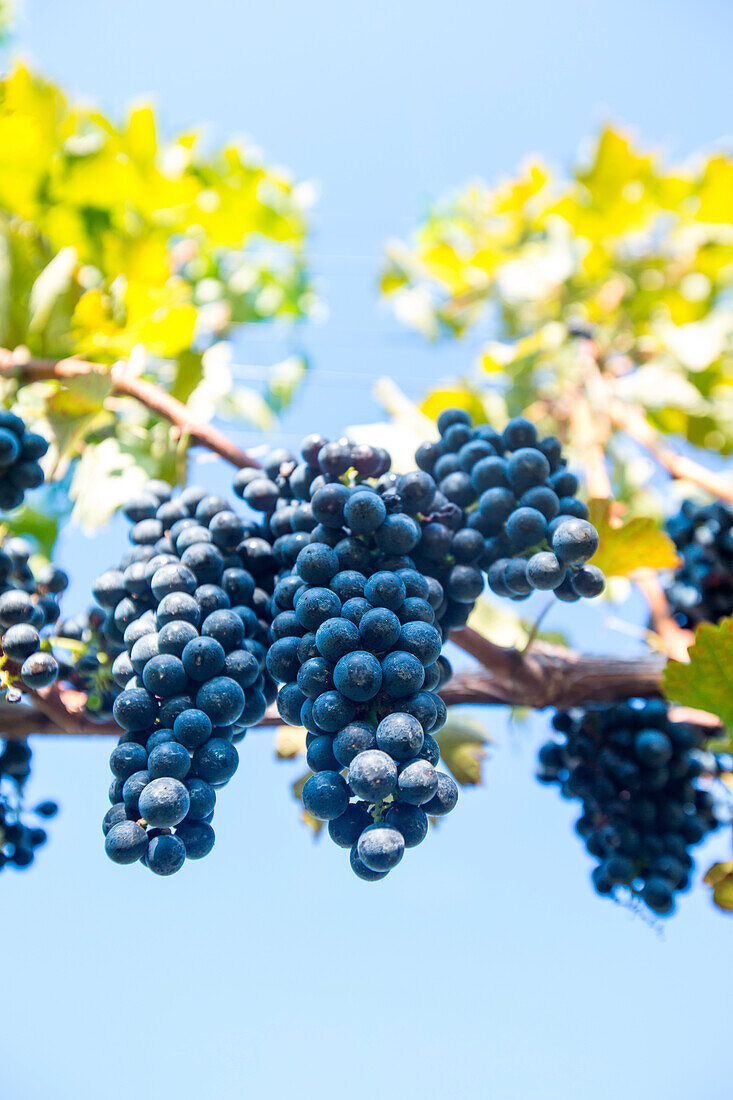 Photograph with bunches of grapes hanging on vines at vineyard, Delaplane, Virginia, USA