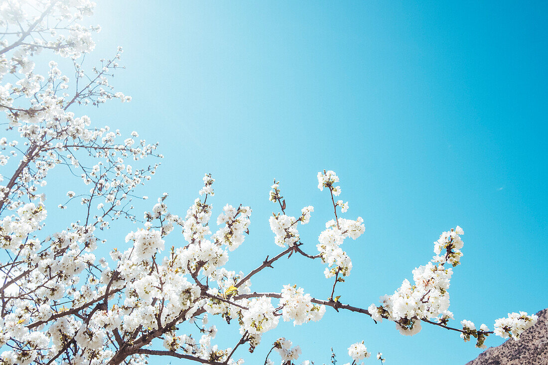 Low angle view of almond tree branch in full bloom in Morocco