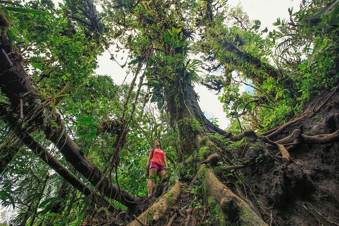 Ein Wanderer in einem rosa Hemd steht in einem Regenwald in La Fortuna Costa Rica, nahe Arenal-Vulkan.