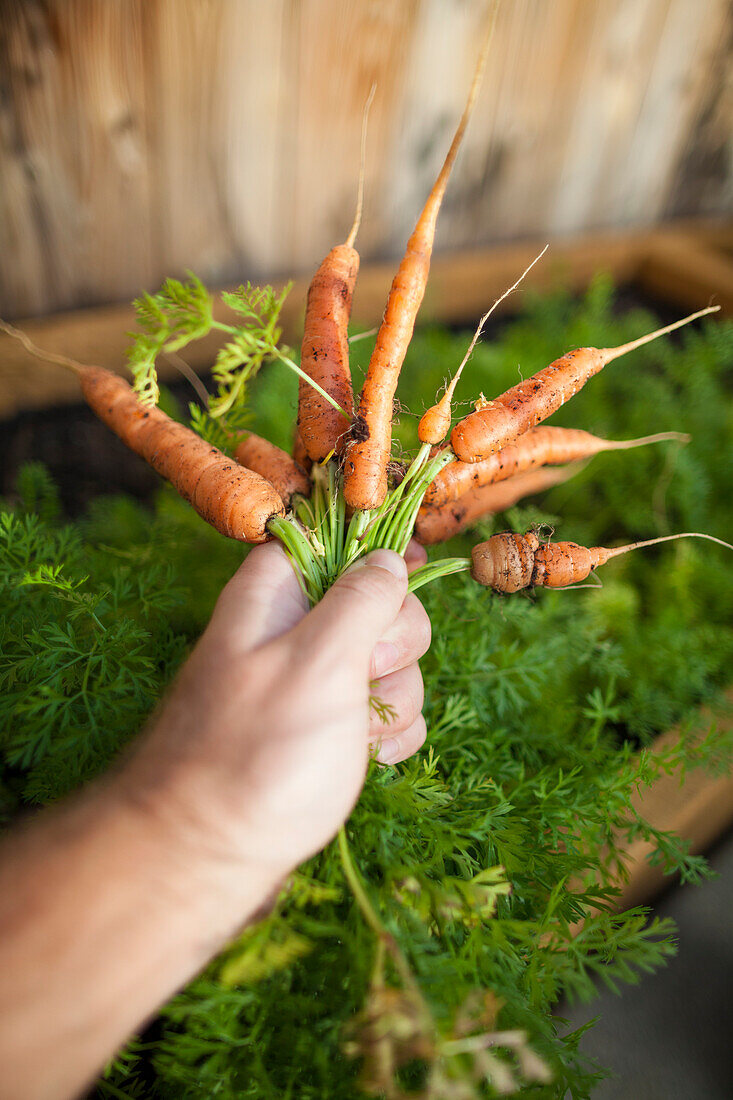 Foto mit der Hand, die organische Karotten vom Hinterhofgarten, Surrey, Britisch-Kolumbien, Kanada hält