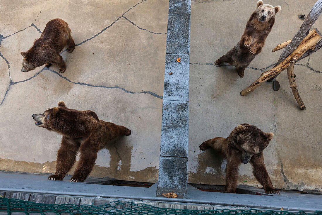 Bears, Cherokee Zoo, Cherokee, NC