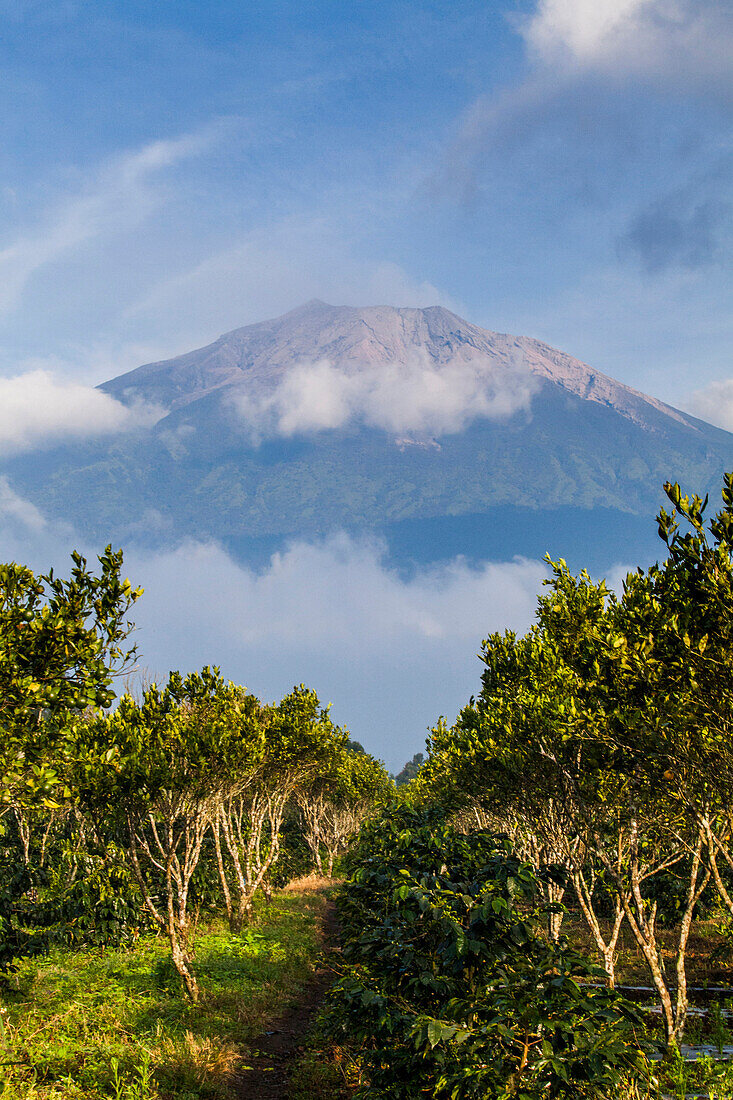 Long rows of coffee plants grow below the distant slopes of a volcano. Kerinci Valley, Sumatra, Indonesia