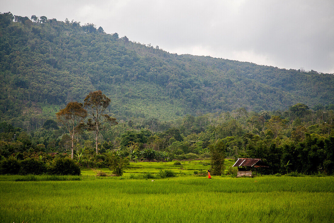 Eine Frau in einem roten Hijab geht durch ein üppig grünes Reisfeld im Kerinci-Tal von Sumatra, Indonesien, nahe der Grenze des Nationalparks Kerinci-Seblat. Der Park beheimatet die größte Population von Sumatra-Tigern.