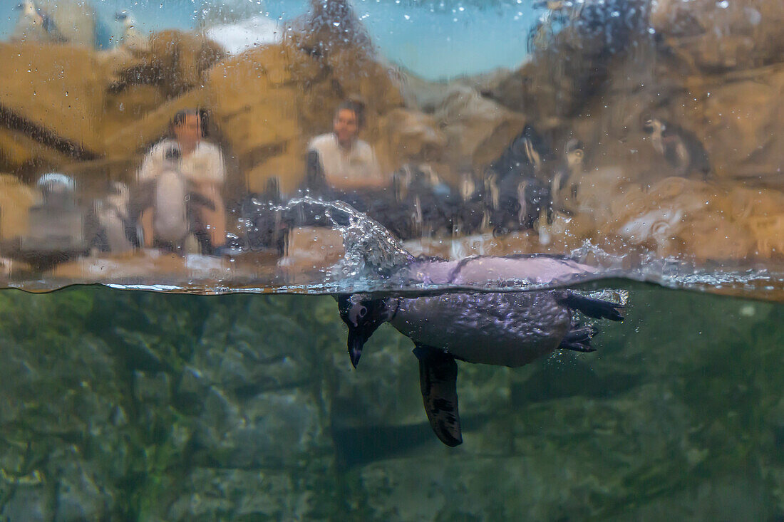 Pinguin, Aquarium von Amerika, New Orleans, Louisiana