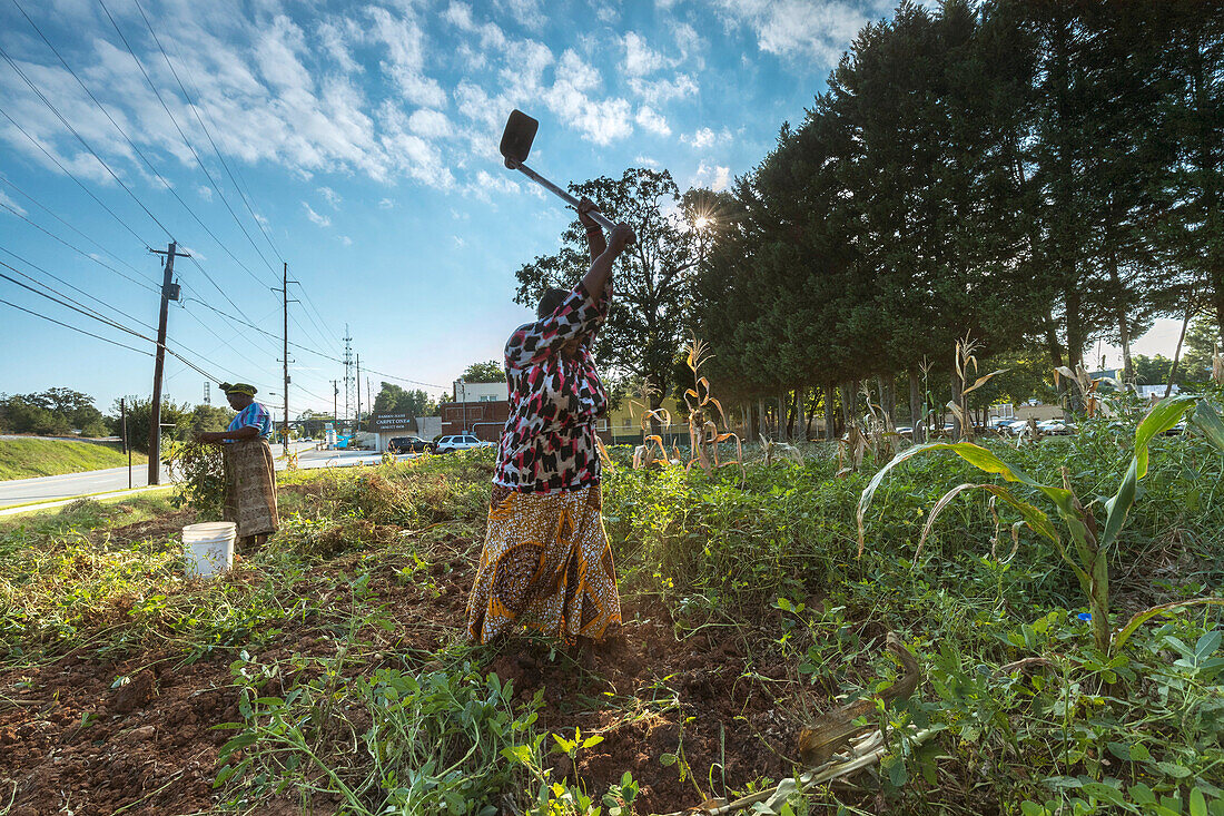 Haltet Hatungimana, swinging hoe, and Jeanne Nyibizi harvest peanuts on a plot of land in Decatur, GA. They are refugees from Burundi and sell their produce through Global Growers.