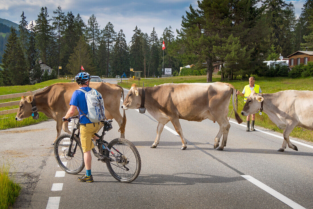 Ein Mountain Biker Warten auf die Herde von Kühen, um die Straße zu überqueren