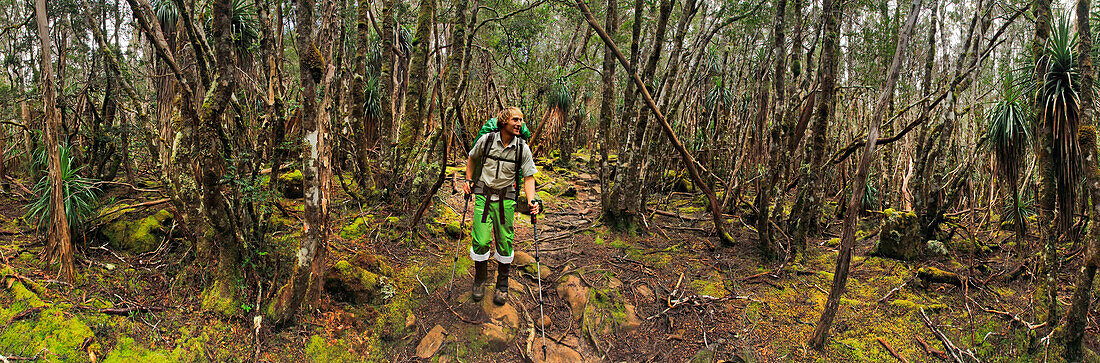 Man Hiking In The Forest Of Tasmania
