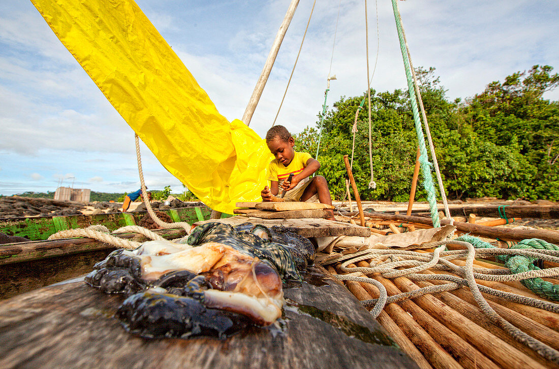 Giant clam flesh on a outrigger canoes with a child playing in the background in the village of Hessessai Bay at PanaTinai (Panatinane)island in the Louisiade Archipelago in Milne Bay Province, Papua New Guinea.  The island has an area of 78 km2. The Loui